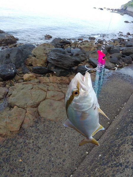 ダツ～！　に始まりヤズ・ネリゴ。